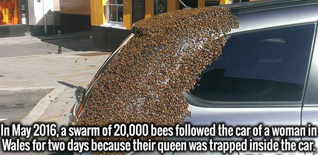 swarm of bees follows car - In , a swarm of 20,000 bees ed the car of a woman in Wales for two days because their queen was trapped inside the car.