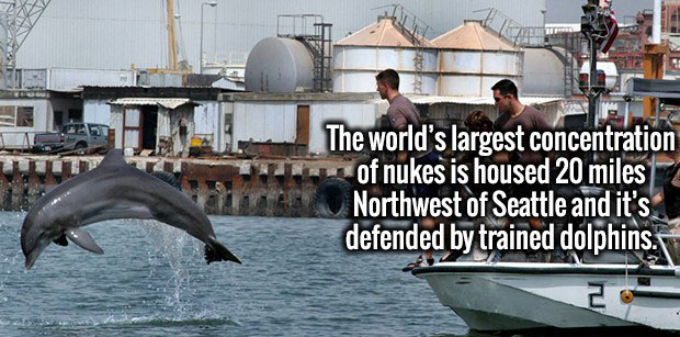 nuclear weapons guarded by dolphins - The world's largest concentration of nukes is housed 20 miles Northwest of Seattle and it's defended by trained dolphins.