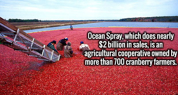 harvesting cranberries - Ocean Spray, which does nearly $2 billion in sales, is an agricultural cooperative owned by more than 700 cranberry farmers. Es