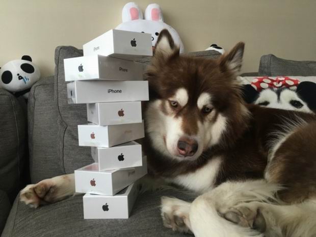 This is Coco, the Alaskan Malamute is seen posing with her new presents- EIGHT iPhones 7 and probably thinking "What the f, human? I don't have thumbs."