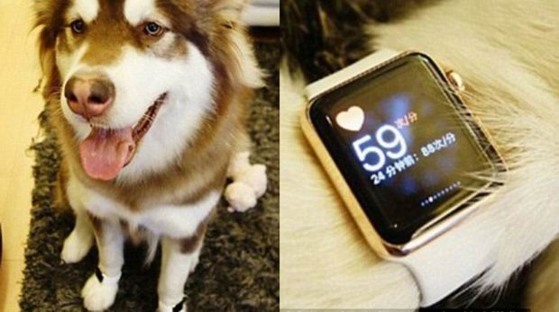 Why would a dog need a watch, not to mention two watches?!?