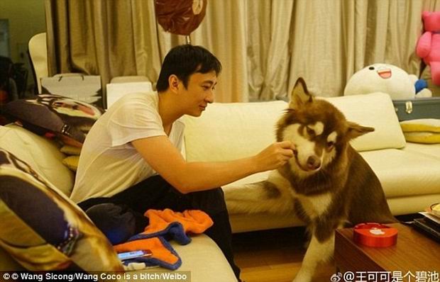 Wang Sicong is the only child of Wang Jianlin, a property tycoon worth £23 billion. As China's most eligible bachelor, Sicong is the darling of China's tabloids due to his enviable lifestyle and rarely pictured with a beautiful model on his arm.