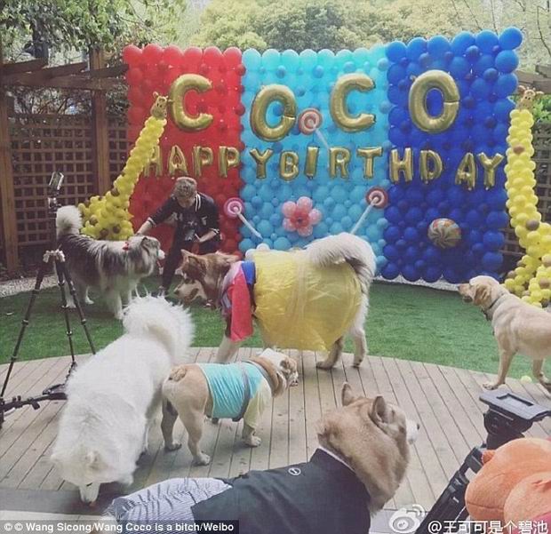 Followers that saw Sicong also arranged Coco an expensive birthday party, better than many human celebrities have.