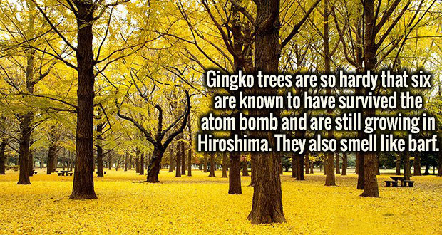 vomit tree - Gingko trees are so hardy that six are known to have survived the atom bomb and are still growing in Hiroshima. They also smell barf.