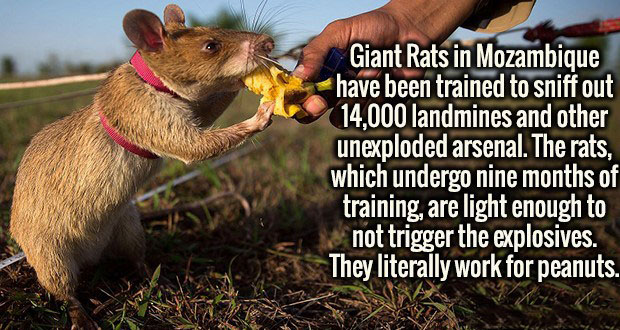 rats used for mine detection - Giant Rats in Mozambique have been trained to sniff out 14,000 landmines and other unexploded arsenal. The rats, which undergo nine months of training, are light enough to not trigger the explosives. They literally work for 