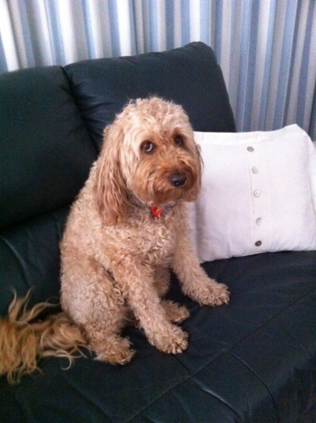 This dog that pretends he doesn't understand "Get off the couch".