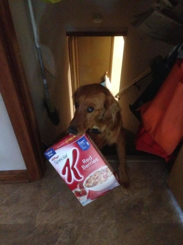 This dog that had the munchies.