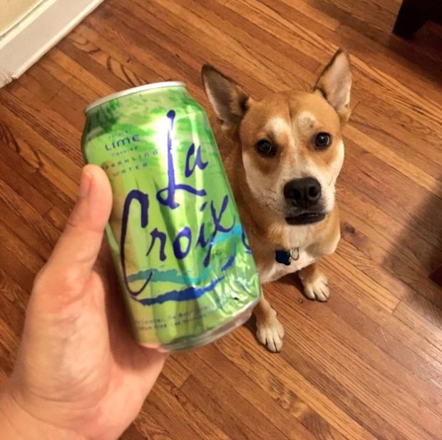 This dog that couldn't open a soda.