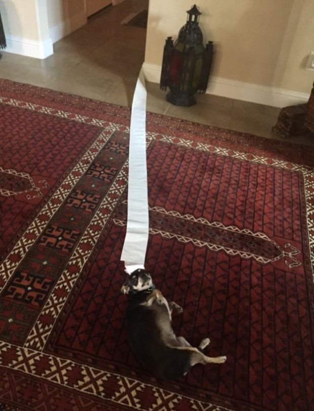 This dog that got toilet paper stuck to his paws after using the bathroom.