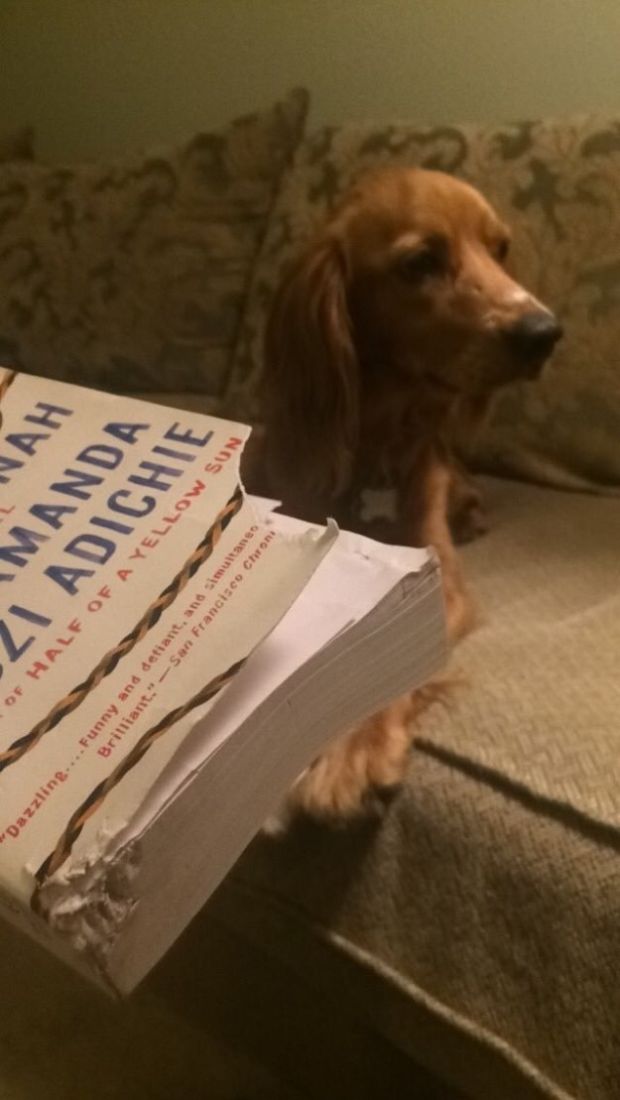 This dog that didn't like a book and needed to show that.