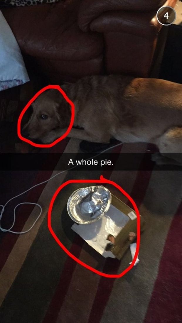 This dog that pretends to have not eaten a whole pie by himself. That selfish dog.