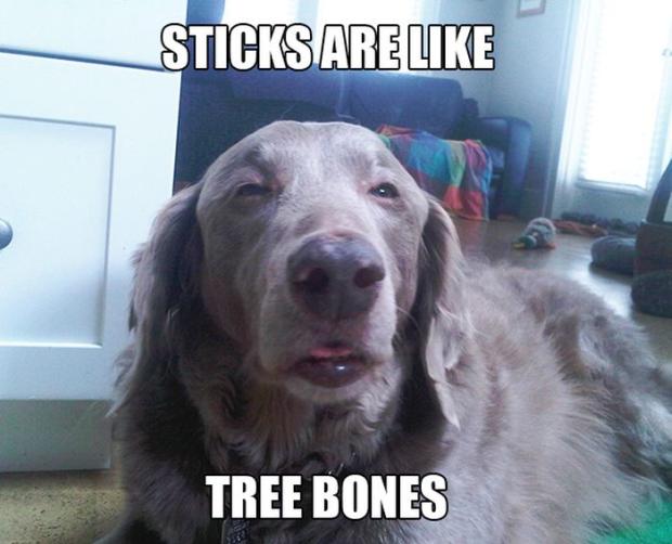 Silly Weed Dogs That Will Make You Chill