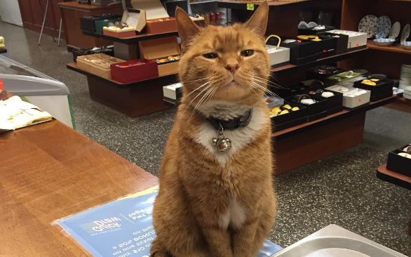 Bobo the cat is perhaps the world's furriest shop assistant. He worked in a shop in Chinatown, New York, for nine years and has never taken a day off. Bobo was brought in as a kitten when he was a stray and had nowhere to live. He was looked after by store employees and a lawyer who regularly visited the shop.