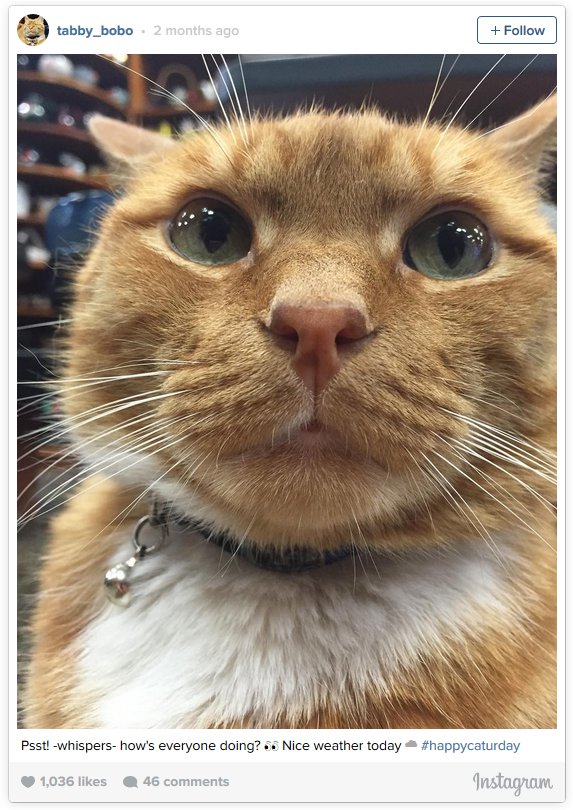 Bobo, The Cat That Works As A Store Clerk For A Living