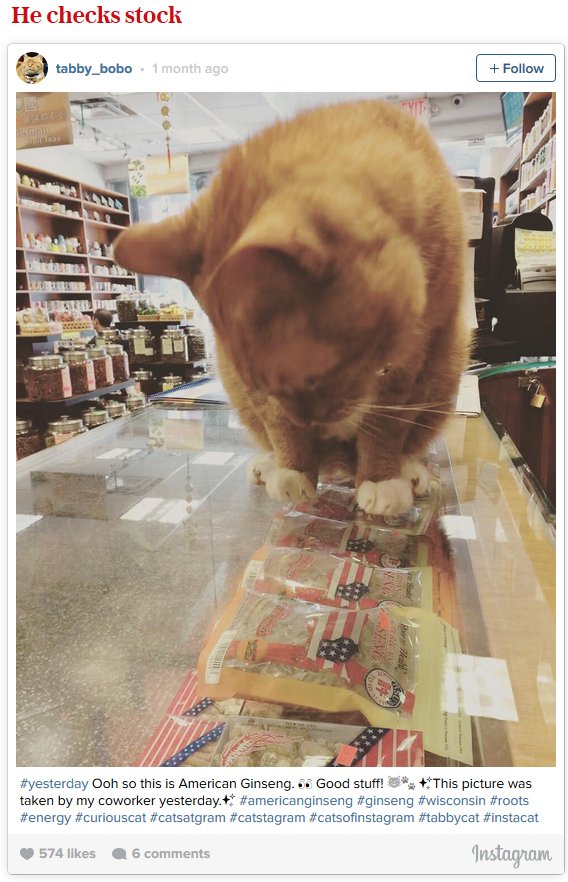 Bobo, The Cat That Works As A Store Clerk For A Living