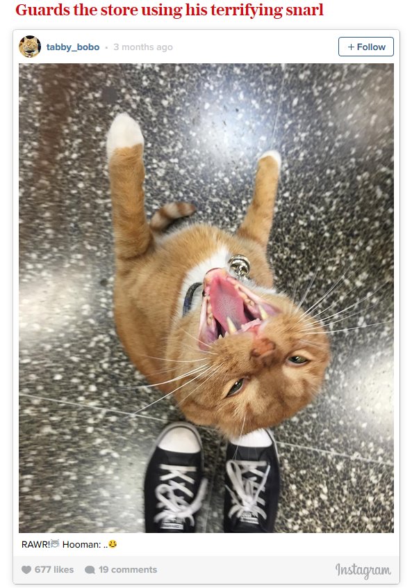 Bobo, The Cat That Works As A Store Clerk For A Living