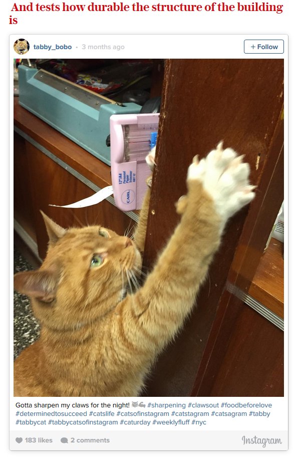 Bobo, The Cat That Works As A Store Clerk For A Living