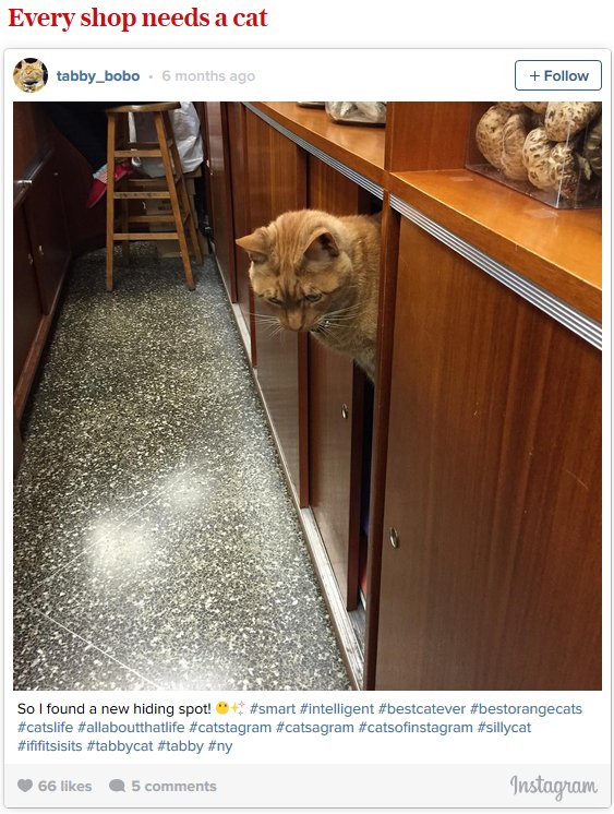 Bobo, The Cat That Works As A Store Clerk For A Living