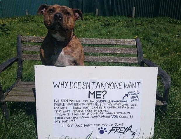 Freya was called "Britain's Loneliest Dog", as  she has been waiting for 5 years to find a home.