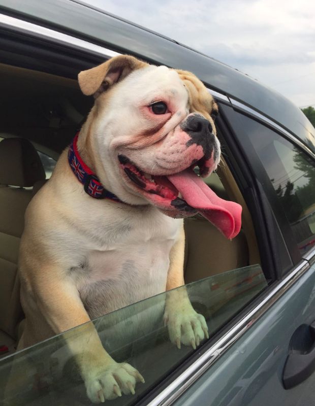 They love car rides.