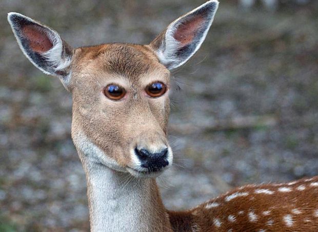 23 Unsettling Animals That May Creep You Out