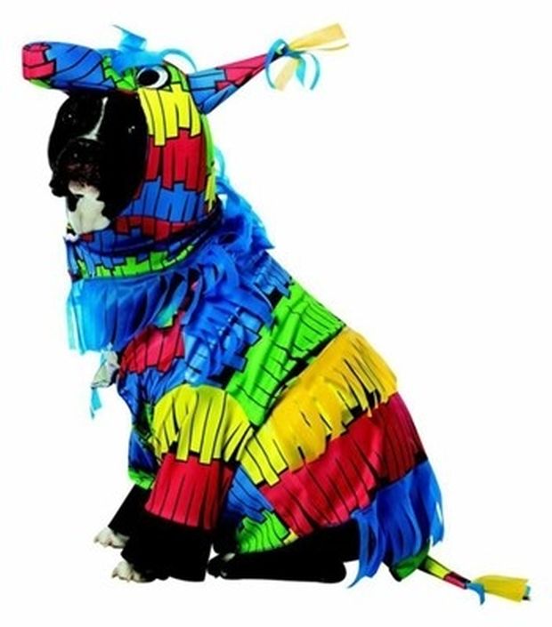 Dressing your dog as a pinata? Do you even know what a pinata is?