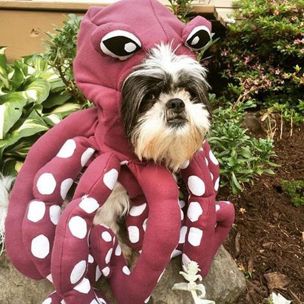 20 Awesome Halloween Costumes For Your Little Friend