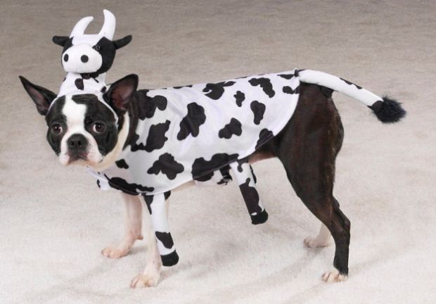 20 Awesome Halloween Costumes For Your Little Friend