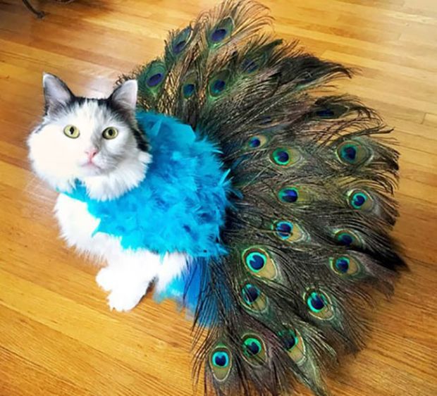 20 Awesome Halloween Costumes For Your Little Friend