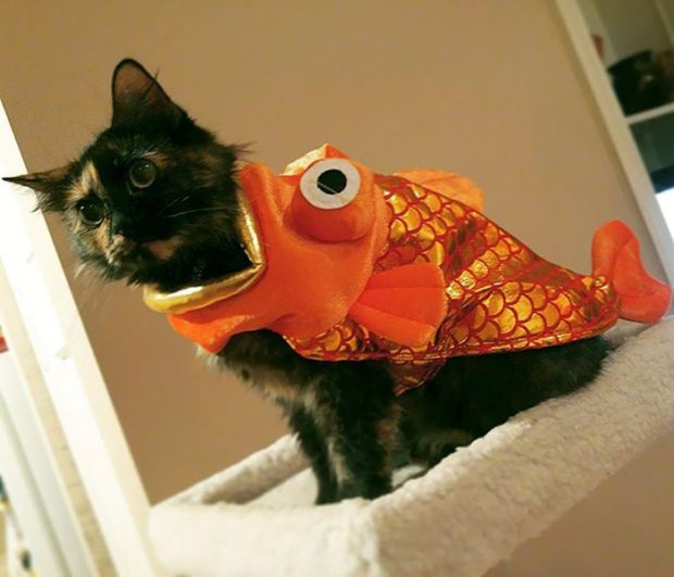 20 Awesome Halloween Costumes For Your Little Friend