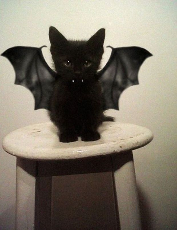 20 Awesome Halloween Costumes For Your Little Friend