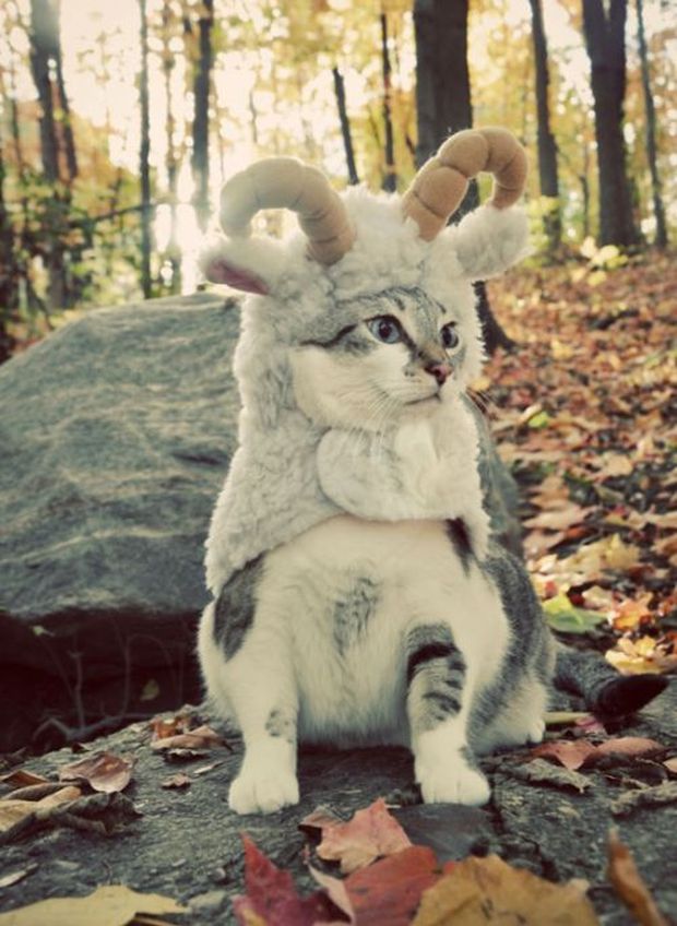 20 Awesome Halloween Costumes For Your Little Friend