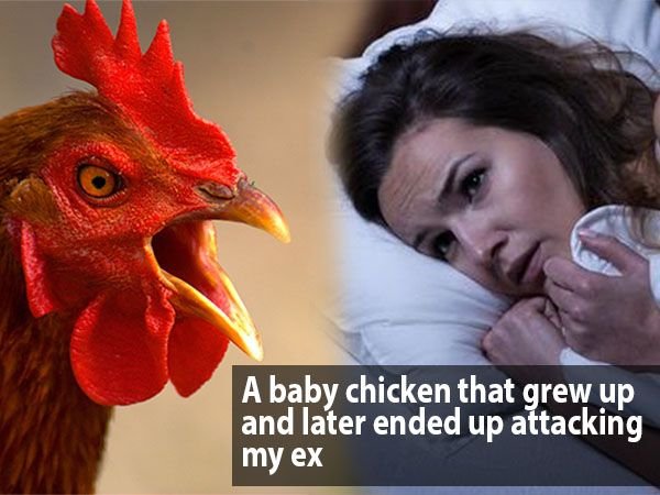 photo caption - A baby chicken that grew up and later ended up attacking my ex