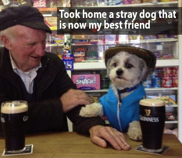 irish dogs meme - Took home a stray dog that is now my best friend Snack Guinness