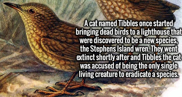 stephen's island wren - A cat named Tibbles once started bringing dead birds to a lighthouse that were discovered to be a new species, the Stephens Island wren. They went extinct shortly after and Tibbles the cat was accused of being the only single livin