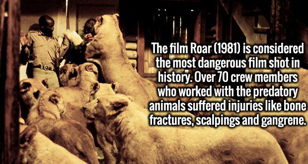 most dangerous movie ever made - The film Roar 1981 is considered the most dangerous film shot in history. Over 70 crew members who worked with the predatory animals suffered injuries bone fractures, scalpings and gangrene.