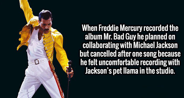 When Freddie Mercury recorded the album Mr. Bad Guy he planned on collaborating with Michael Jackson but cancelled after one song because 'he felt uncomfortable recording with Jackson's pet llama in the studio.