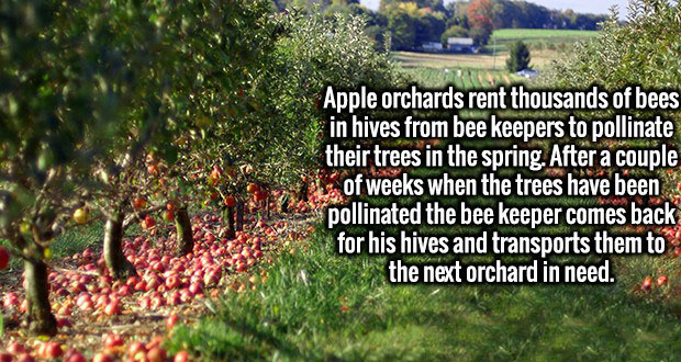 apple orchard colorado - Apple orchards rent thousands of bees in hives from bee keepers to pollinate their trees in the spring. After a couple of weeks when the trees have been pollinated the bee keeper comes back for his hives and transports them to the
