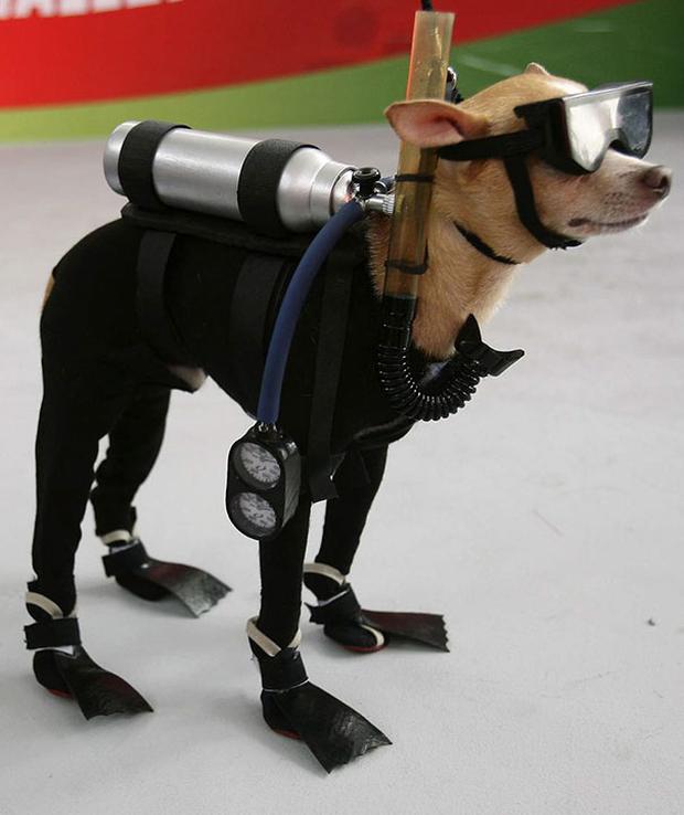 37 Awesome Halloween Costumes For... Dogs