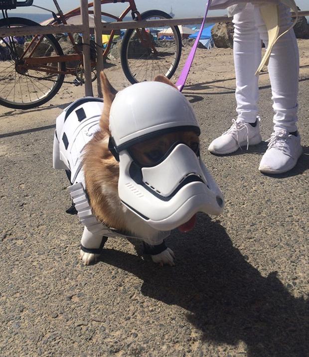 37 Awesome Halloween Costumes For... Dogs