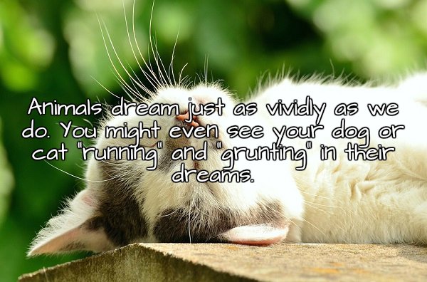 photo caption - Animals dream just as vividly as we do. You might even see your dog or ng and grunting in their