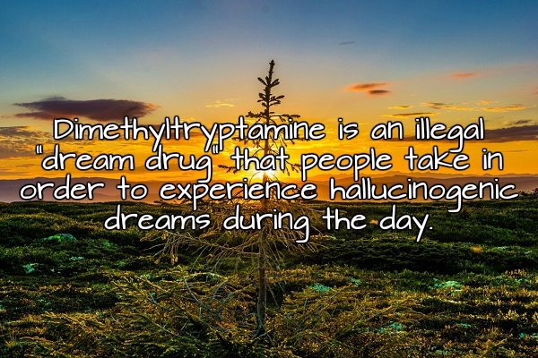 E. E. Cummings - Dimethyltryptamine is an illegal "dream drug that people take in order to experience hallucinogenic dreams during the day