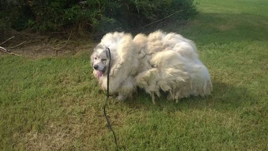 This dog was locked in a barn for six years before he was rescued. It seems he had food and and was a guard dog so the owner argued he didn't have it bad, but a neighbor argued back that locking a dog up for so long is very bad for its mental state.