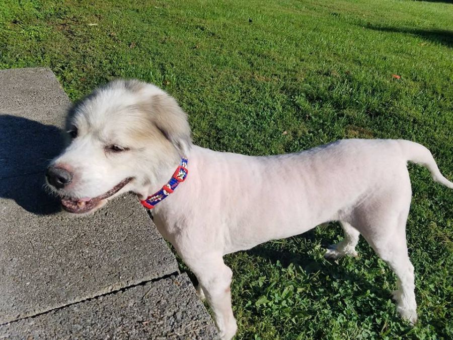 They had to shave off about 35 pounds of fur, give a check up and vaccinations. After some time the dog started to relax and enjoyed the big world he was welcomed back to.