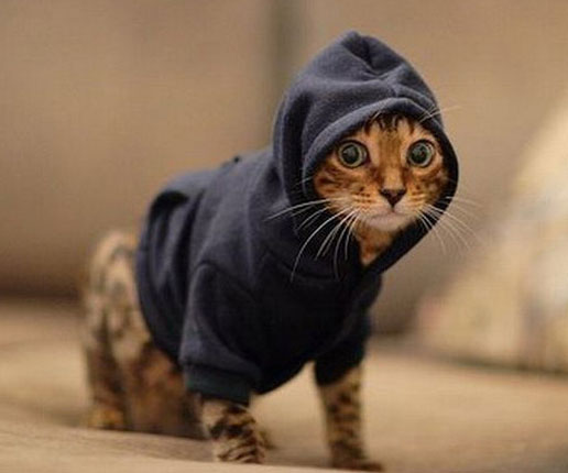 A cat hoodie that your cat will inevitably escape from in seconds- $36