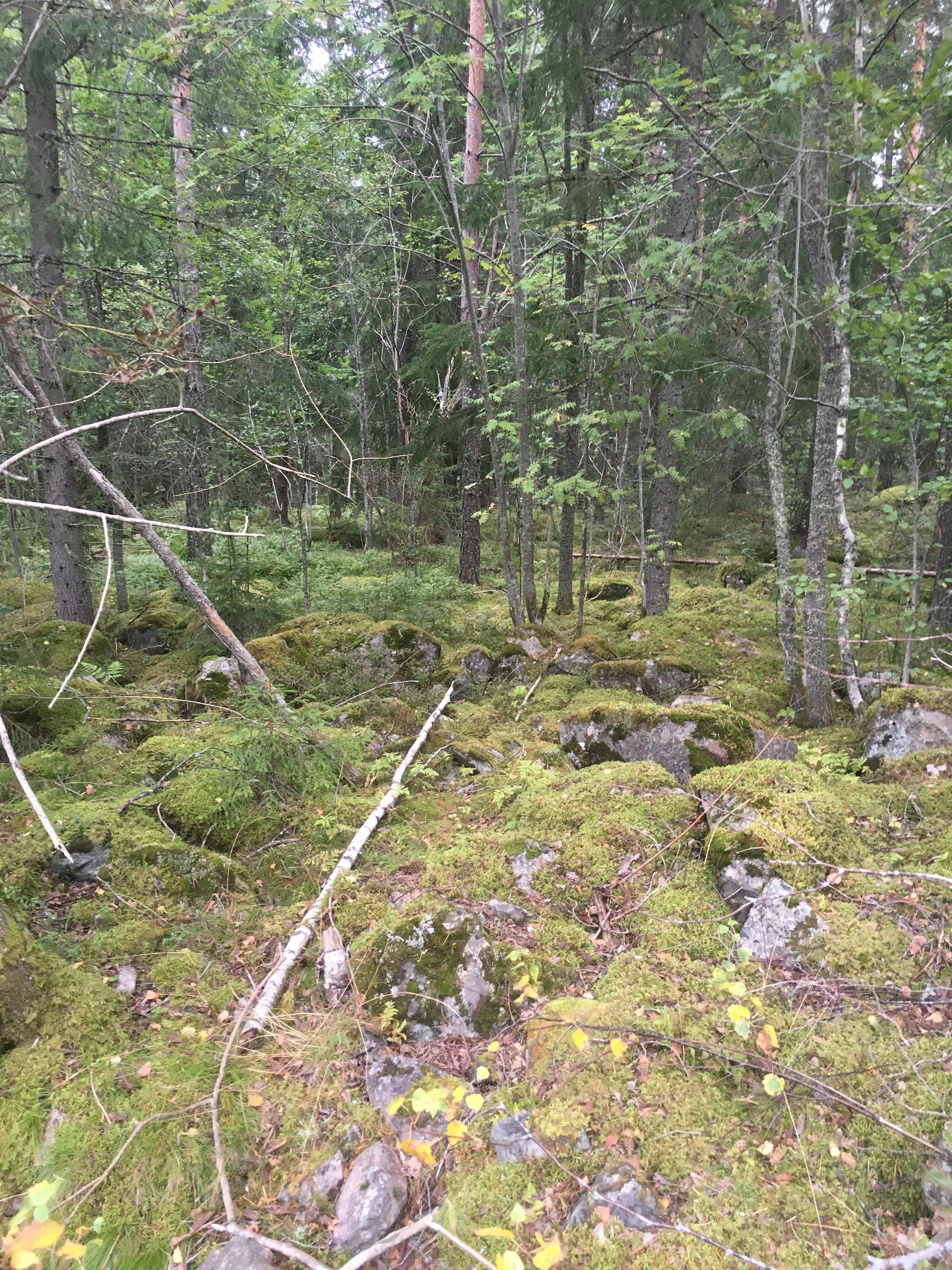 Typical Swedish forest; half hidden rocks under a layer of soft plushy moss. ...step carefully when you take a pee break.