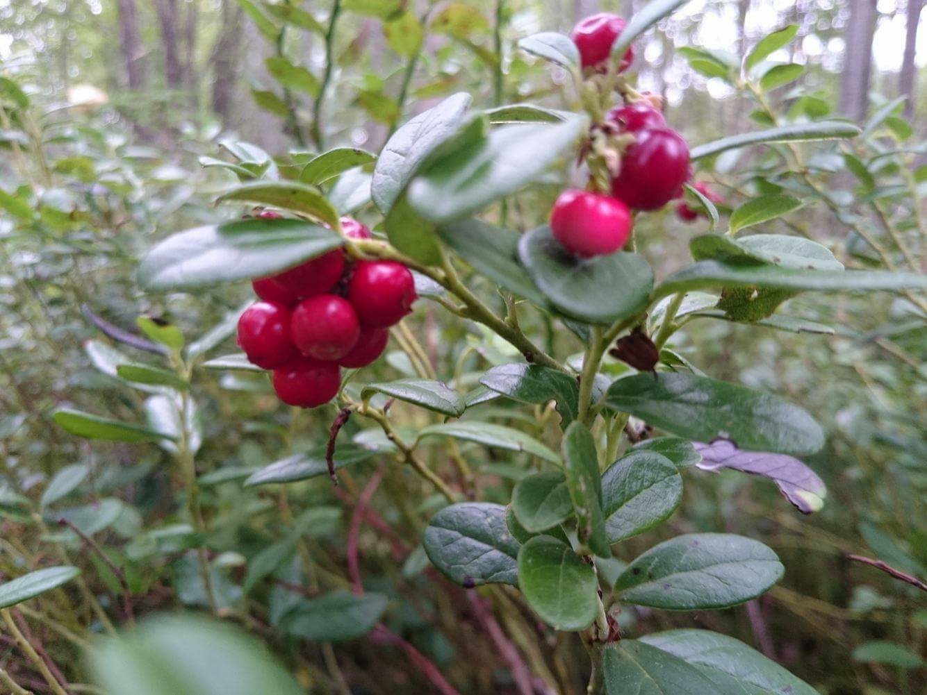 Ever seen lingon berries growing wild? Don't eat them, they taste awful directly from the bushes. (Or do, I'm not your parent. At least you won't die)