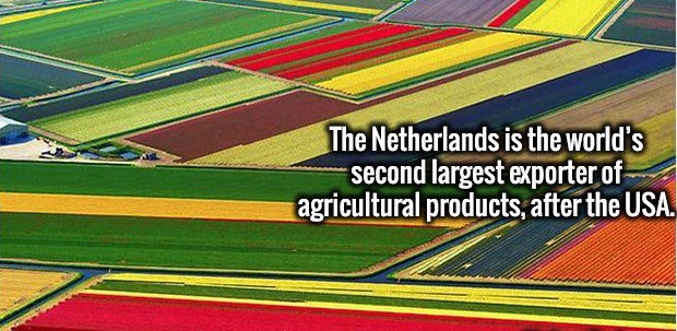 netherlands farm - The Netherlands is the world's second largest exporter of agricultural products, after the Usa.