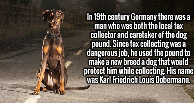dog - In 19th century Germany there was a man who was both the local tax collector and caretaker of the dog pound. Since tax collecting was a dangerous job, he used the pound to make a new breed a dog that would protect him while collecting. His name was 
