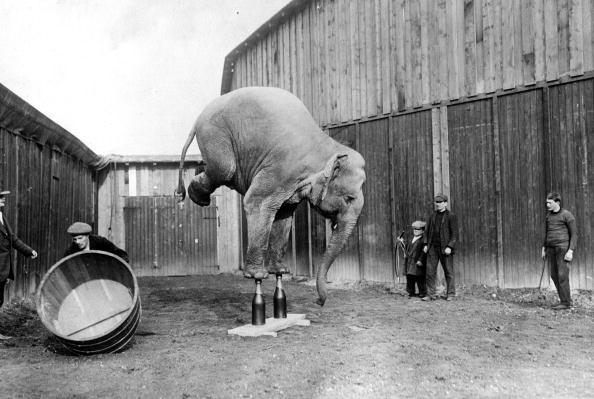 A circus elephant balances on its front legs, 1920.